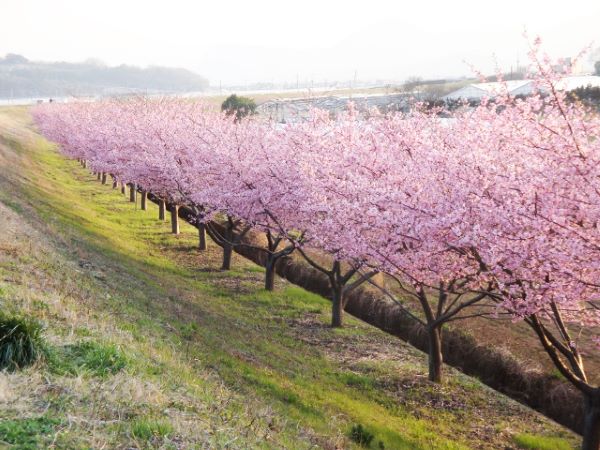 【横浜発】伊豆かんなみ桜 早春の伊豆を満喫!春色かんなみ桜と大人気いちご狩りを堪能~三島スカイウォークで絶景観賞♪~1